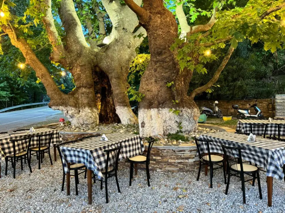 Τα παλιά πλατάνια που σκιάζουν την αυλή της ταβέρνας